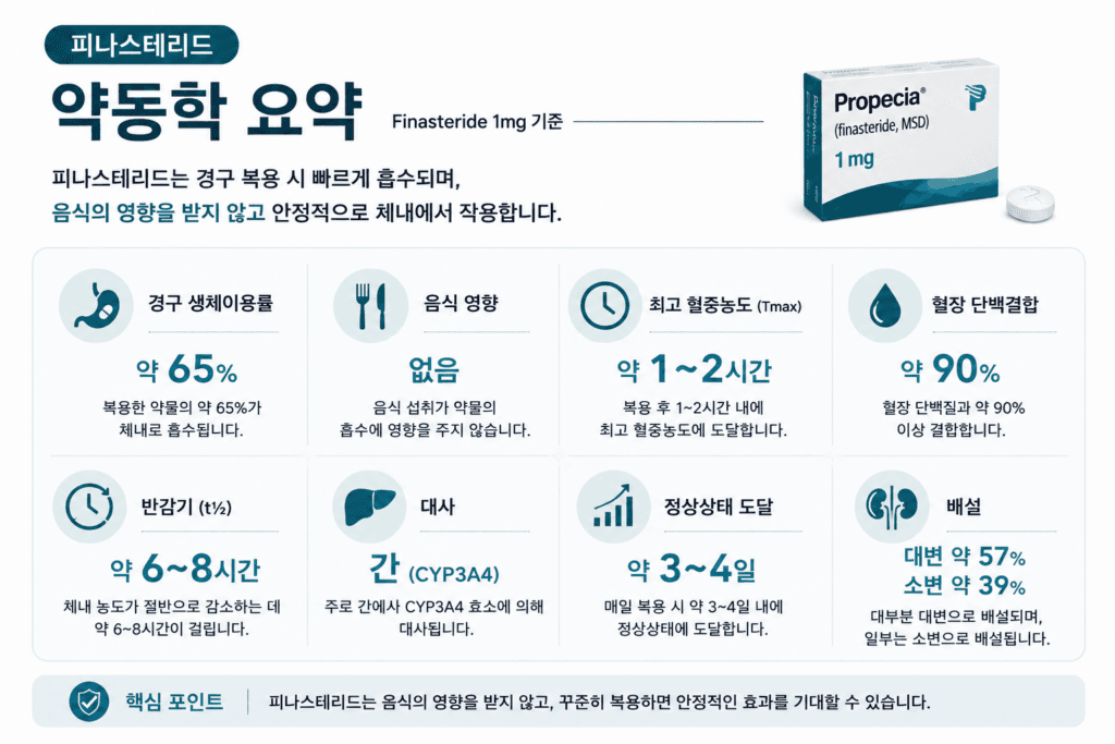피나스테리드 약동학을 요약한 인포그래픽