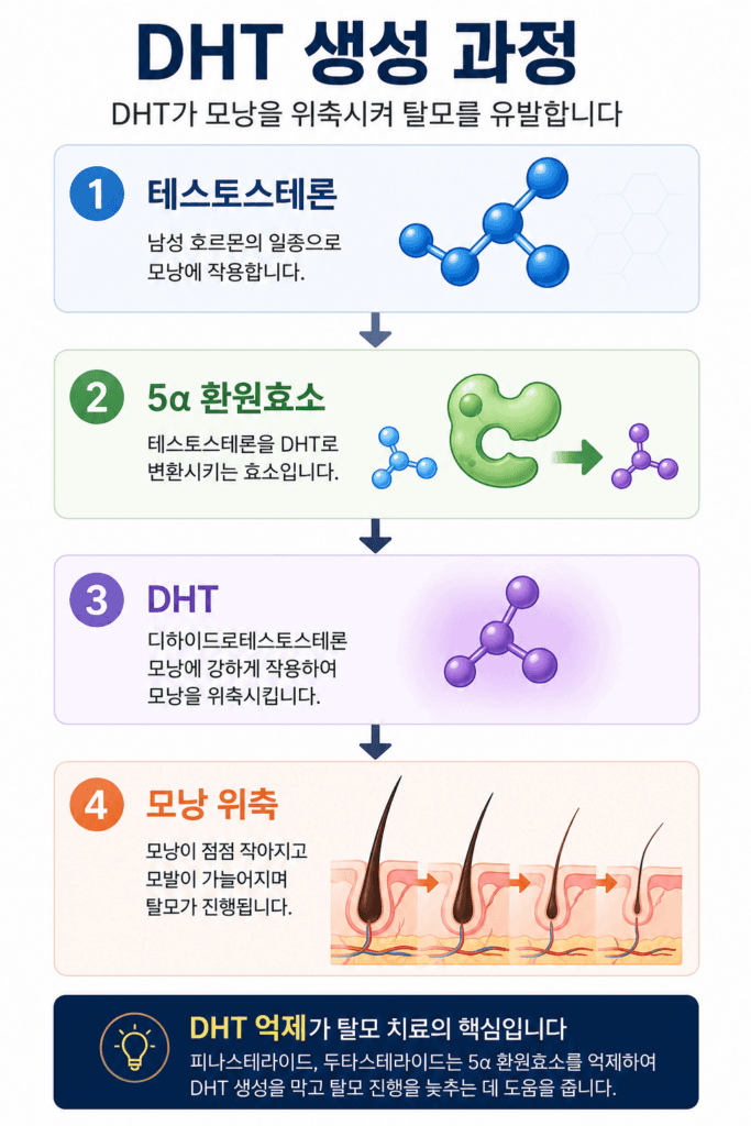 DHT 생성 과정 인포그래픽(테스토스테론 → 5α 환원효소 → DHT → 모낭 위축)