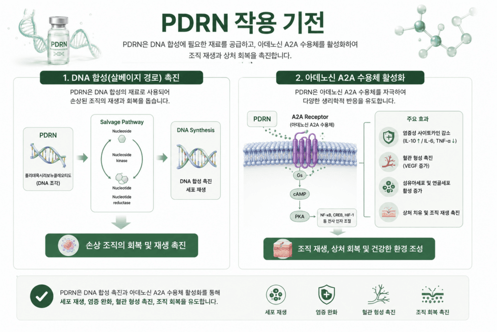 PDRN 작용 기전을 설명한 이미지
