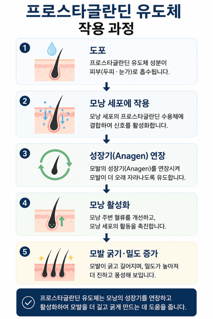 프로스타글란딘 유도체가 모낭 성장기에 작용하는 과정
